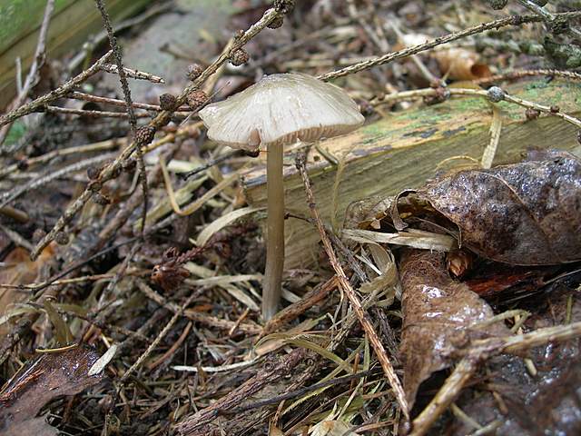 La  Flora  micologica  Alsaziana